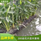 如馨园林 施工定制 浮动湿地 水生绿化 高分子复合纤维材料