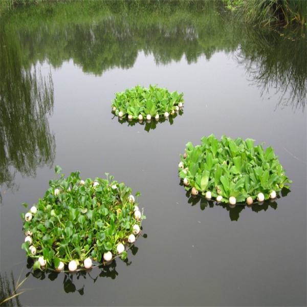 水生浮島植物