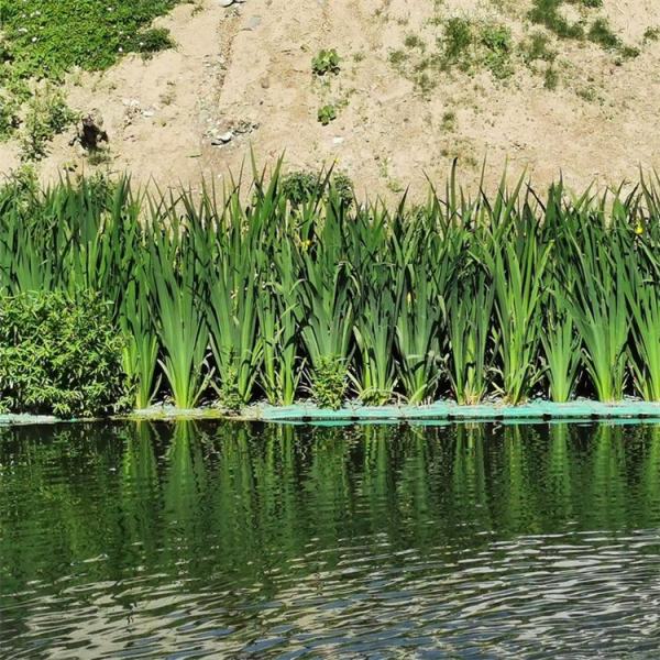 水生浮島植物