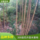 苗圃出售 黄杆乌哺鸡竹 规格齐全色泽鲜艳园林景区种植观赏苗