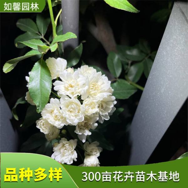 白木香花