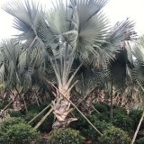 基地种植株高1-9米霸王棕移植苗 规格齐全 茎干光滑 园林绿化棕榈树