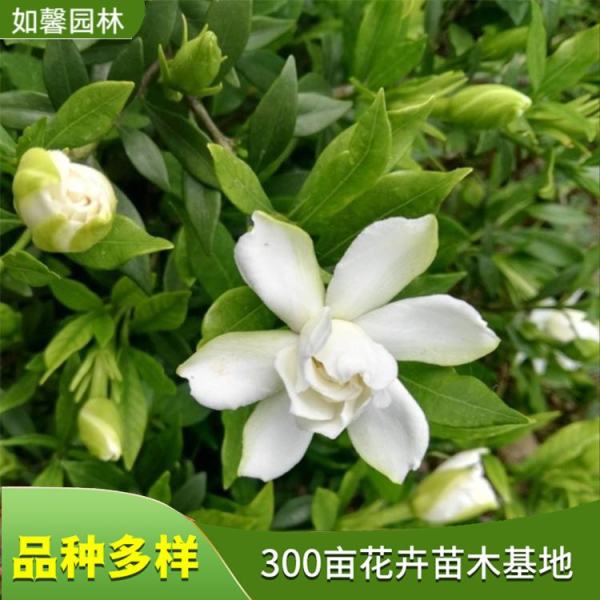 小叶栀子花