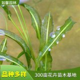 水生草本植物 眼子菜 濕地水體綠化 水案板 水上漂