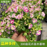 苗圃出售夏堇花苗 園林工程綠化草花 花壇花鏡叢植 藍(lán)豬耳