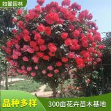 出售樹(shù)狀月季花苗 色彩豐富 園林景觀花籬花墻 城市廣場(chǎng)綠化花卉