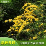 基地出售黃刺玫花苗 花鏡花海綠籬植物 園林工程綠化花苗