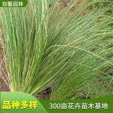 細(xì)葉針芒 園林濕地河道綠化苗 花壇花鏡花海 拉手籠