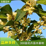 常綠香花樹種桂花 日香桂 園林工程廣場小區(qū)綠化 花園道路美化