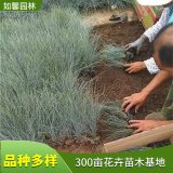 苗圃出售藍(lán)羊茅 景觀觀賞護坡綠化草 花壇花鏡布置