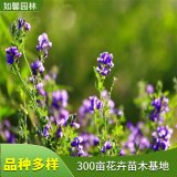 苗圃供應(yīng)紫花苜蓿 適應(yīng)性強 園林綠化美化 水土保持植物