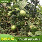 基地出售香泡树 景观绿化庭荫防护树 果可食用