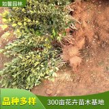 基地出售大葉黃楊綠籬 公園道路色塊綠化苗 園林工程觀賞