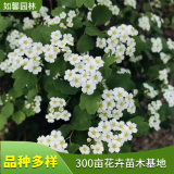 基地出售三桠绣线菊 别墅小区街道绿化花卉 花坛花镜丛植