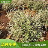 基地供應(yīng)水果蘭球 園林花園花鏡觀賞綠植 草本花卉背景材料