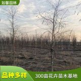 苗圃新优品种出售河桦 经典 热杜拉 御冰霜园林绿化观赏风景树