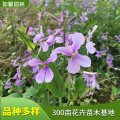 苗圃出售二月蘭花苗 庭院園林綠化觀賞 四季花卉