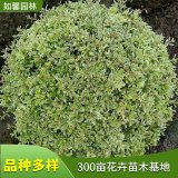 供應(yīng)小丑火棘球 市政行道 庭院園林 觀賞綠化植物