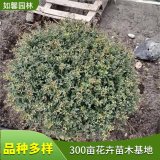 基地冬青先令 園林庭院美化綠籬圍墻植物 四季常青