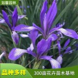 園林觀賞地被植物馬藺 適應(yīng)性強(qiáng) 景區(qū)造景綠化花卉 馬蘭花