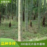 苗圃出售毛竹 规格齐全四季常绿 园林景区种植绿化观赏苗