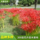 園林觀賞地被花卉彼岸花 庭院盆栽綠化切花材料 曼珠沙華