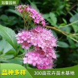 基地出售红花绣线菊 花色艳丽 道路园林观赏绿化绿篱