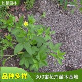 出售委陵菜 园林花镜观赏花卉 护坡地被绿化草