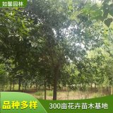 基地供應(yīng)高桿大葉女貞樹(shù)苗 四季常綠 園林觀賞綠化苗木