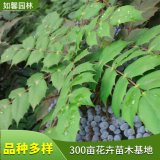 工程綠化植物闊葉功勞 四季常綠 生存力強(qiáng) 基地直售