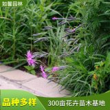 基地出售瞿麥小苗 花壇花鏡布置 庭院盆栽 可作切花