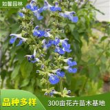 观花地被植物天蓝鼠尾草 公园绿地岩石园花镜栽植材料