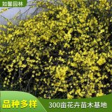 迎春花苗 盆苗袋苗 園林庭院道路綠化爬藤植物