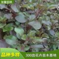 基地出售五色草 園林觀葉花卉植物 庭院綠化景觀用草