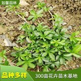 出售五叶委陵菜营养钵苗 园林路边绿化观赏花卉植物