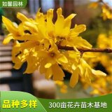 苗圃供應(yīng)金鐘花 花壇花鏡布置 園林觀賞花卉植物