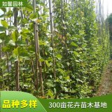 四季常青爬藤類攀援植物樹種油麻藤 護(hù)林護(hù)坡植物