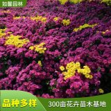 苗圃出售国庆菊花苗 城市广场绿化 花坛花镜观赏花卉