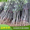 基地出售梨樹 盆栽地栽 園林綠化果樹苗 根系飽滿成活率高