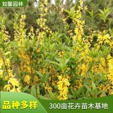 大量出售连翘小苗 道路庭院篱笆围墙绿植植物