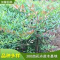 長期供應(yīng)庭院耐寒觀賞植物南天竹 門廳會(huì)場窗臺(tái)布置 鉆石黃