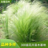 多年生觀賞草細(xì)莖針茅 景觀園林綠化植物 墨西哥羽毛草