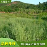 苗圃供应牛鞭草 固土护坡护岸园林小区绿化观赏苗