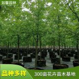 苗圃新优品种出售自由人槭 阿姆斯特朗 庆典园林绿化风景树