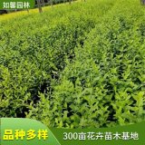 出售扶芳藤 綠化爬藤植物 四季常綠 道路園林護(hù)坡工程苗