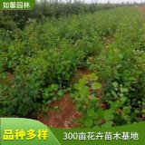 苗圃出售黄栌杯苗园林绿化工程苗 道路厂区公园草坪群植