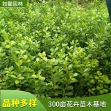 基地供应小叶黄杨球 花坛绿篱 公路旁栽植绿化