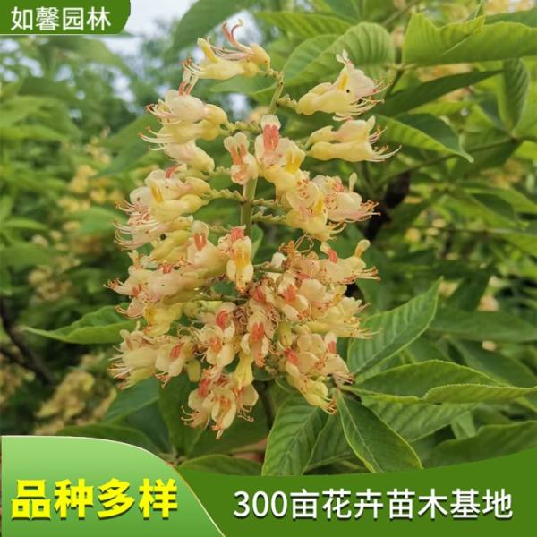 歐洲紅花七葉樹(shù)紅花價(jià)格