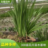 苗圃供應(yīng)水培植物水菖蒲 凈化水質(zhì) 人工濕地公園挺水植物