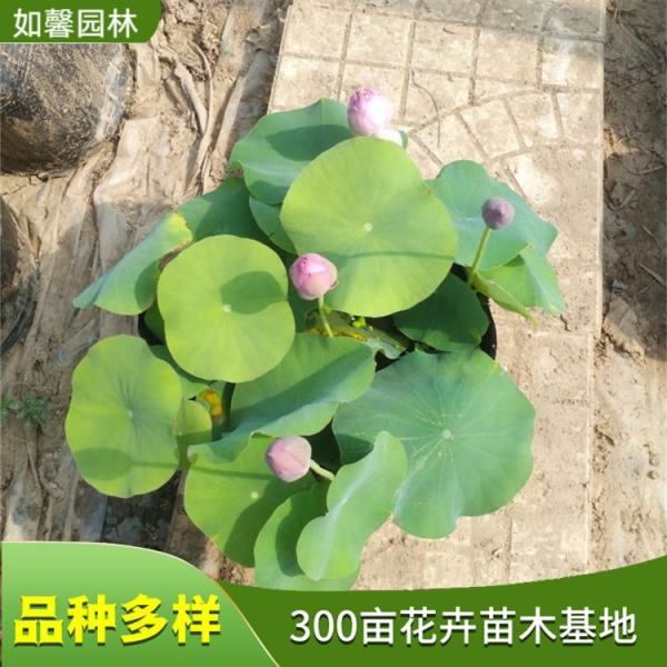 精品荷花價(jià)格